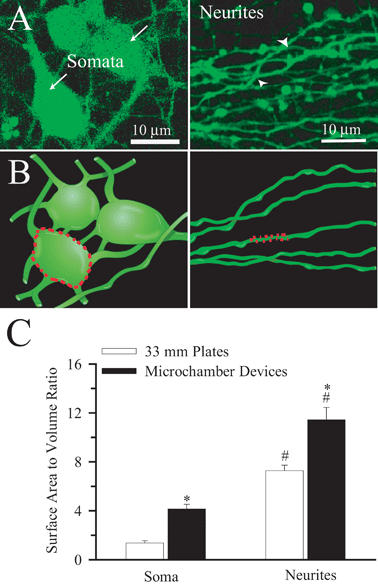 Topography and surface area to volume ratio of cultured neurons A. A single 2D confocal image of neurons growing in the seeded-chamber loaded with 0.5 μM calcein-AM from a stack (30 μm) of 250 images (Left Panel). A single 2D confocal image of neurites as they emerged into the non-seeded chamber from a stack (15 μm) of 150 images (Right Panel). Arrows: somata. Arrowheads: neurites B. Rendition of a 3D image produced from A to illustrate the surface area to volume ratio determination in soma and dendrites (dotted lines). C. Summary data of surface area to volume (A/V) ratios calculated in the soma of the seeded-chamber and neurites that extended into the non-seeded chamber. The A/V ratios in microdevices were further compared to ones collected in neurons grown on 35 mm plastic plates.12 Data are mean ± SEM. n = 8–14 cells. * p < 0.05 vs. 33 mm plastic plates. # p < 0.05 vs. soma.