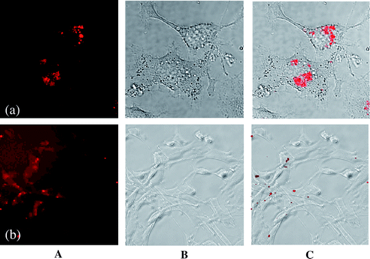 Confocal laser scanning micrographs (A), optical micrographs (transmission mode) (B) and overlay (C) of both micrographs of europium-doped42 (a) and porphyrin-functionalized61 calcium phosphate nanoparticles (b) in cell culture. (a) T-HUVEC endothelial cells; (b) NIH 3T3 fibroblasts.