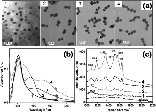 (a) TEM images of 1D Ag NP assemblies: (1) monodisperse Ag colloids, (2) two, (3) three, and (4) four Ag NP chains. (b) Extinction spectra of 1D Ag NP chains corresponding to the samples in (a). (c) SERS spectra of 100 mM R6G adsorbed on glass and 5 nM R6G adsorbed on Ag film prepared by self-assembly on PDDA-modified glass with Ag NP chains 1, 2, 3, and 4 in (a). Reproduced with permission from ref. 55. Copyright 2007, American Chemical Society.