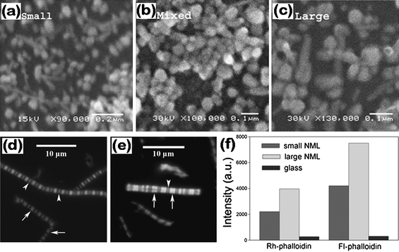 Scanning electron microscopy images of Ag NPs with median diameters of 60, 50, and 70 nm, respectively, for small- (a), mixed- (b), and large-sized (c) NPs. Image of myofibrils on glass coverslip (d) and 2D Ag NP assemblies (e). (f) Fluorescence intensities of myofibrils labeled with rhodamine–phalloidin (left) and fluorescein–phalloidin (right). Myofibrils were on glass (black) coverslip or on glass coated with 2D assemblies containing large (light gray) and small (dark gray) NPs. Reproduced with permission from ref. 150. Copyright 2008, Elsevier.