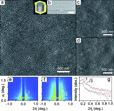 Cylindrical morphologies of PMMA480-b-PBPEA100-g-PS17.7 thin films oriented perpendicular to the film plane. The data scale of the AFM height images was set at 50 nm. (a) AFM height image of a polymer thin film on a bare Si wafer (inset: schematic diagram of the phase-separated structure: blue, PMMA; red, PBPEA; yellow, PS). (b) Cross-sectional SEM image of the sample (scale bar: 100 nm). (c) AFM image of a film on a HMDS-treated Si wafer. (d) AFM image of a film on a piranha-washed Si wafer. (e, f) 2D GIXS patterns measured at an incidence angle αi = 0.18° for films on bare Si wafers before (e) and after (f) etching with UV-exposure and O2 plasma treatment. (g) In-plane GIXS profiles extracted along the 2αf direction at αf = 0.20° from the GIXS patterns in e (black circles) and f (red circles).