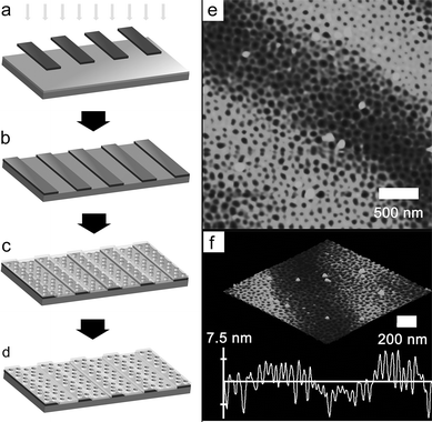 Fabrication of a vertically oriented porous film on a line-patterned surface. (a) Selective irradiation with UV by using a line-patterned photomask on a Si wafer coated with the SU-8 precursor solution. (b) Patterned SU-8 resin on a Si wafer. (c) Phase separation of PMMA480-b-PBPEA100-g-PS17.7 on the substrate. (d) Vertically oriented porous film formed after UV and O2 plasma treatments. (e) AFM height image of the porous film on a line-patterned SU-8 resin. (f) Height information for the region depicted in (e).