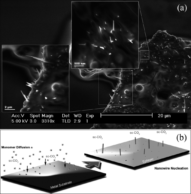 SEM image (a) taken from a steel substrate where Si nanowires can be seen grown from the metal surface. A schematic representation (b) showing the initial surface diffusion of silicon monomer leading to the nucleation of Si nanowires.