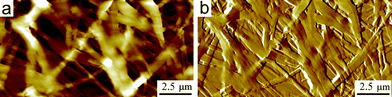 AFM (a) topography and (b) x-gradient images (respectively) of a BPF-PDI sample drop-cast on SiOx from a warm CHCl3 solution ([BPF-PDI] = 500 µM), consisting of a membrane-like, densely packed network of fibres. (a) z-range = 496 nm.