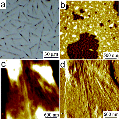 (a) OM and (b–d) AFM images of BPF-PDI–HBC-C12 blend drop-cast on SiOx from a CHCl3 solution (500 µM total dye concentration), consisting of needle-like microcrystals surrounded by a thin bilayer of unstructured nano-aggregates, the topmost layer being ∼3 nm thick. (b) Zoom-in on the bilayer; topography and phase (respectively), z-range = 7.8 nm. (c,d) Zoom-in on a microcrystal; topography and x-gradient (respectively), z-range = 47.0 nm.