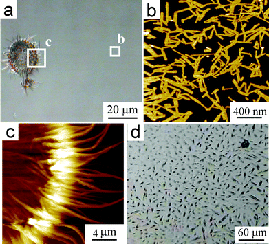 (a) OM and (b,c) AFM topographic images (the boxes are indicated) of BPF-PDI–HBC-C12 blend spun on SiOx from a CHCl3 solution (500 µM total dye concentration), after SVA in saturated CHCl3 atmosphere at room temperature for 3 days. (b) Upon SVA, the initial porous network changes into flat, high aspect ratio objects having (150 ± 70) nm length, (35 ± 15) nm width, and ∼4 nm height. (c) Fibrous structures of 20 µm approximate length, which form in the presence of a defect (here a solvent droplet) on the surface. (d) OM of the aforementioned blend drop-cast on SiOx, after SVA in saturated CHCl3 atmosphere at room temperature for 3 days. z-ranges: (b) 7.8 nm; (c) 970 nm.