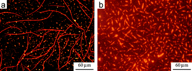 (a) Fluorescence microscopy of a blend of HBC-C12 and non-fluorinated PDI2 after SVA in THF. Phase separation of the two molecules leads to the growth of two structures, long red fibers formed by PDI and shorter yellow crystals (due to HBC-C12). See refs. 63 and 64 for more details. (b) Fluorescence microscopy of a blend of HBC-C12 and BPF-PDI after SVA in CHCl3. CHCl3 was used instead of THF due to better solubility of BPF-PDI in this solvent. No phase separation is observed. The reddish background is due to the high sensitivity needed to collect the much lower fluorescence from the blend.
