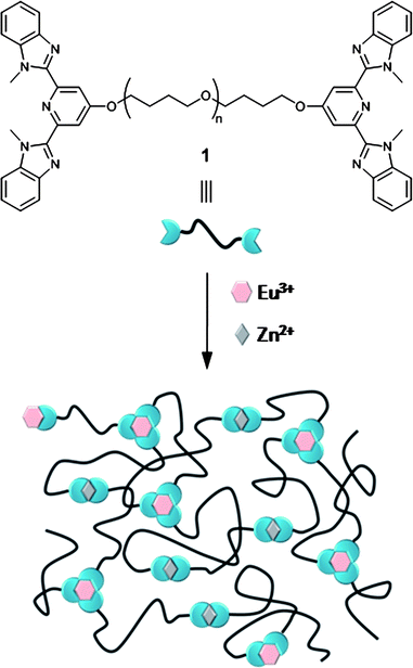 Ditopic ligand endcapped macromonomer 1 and schematic representation of the formation of a metallo-supramolecular polymer.