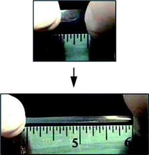 A Zn2+ : Eu3+ 80 : 20 film stretched by hand which shows the elastomeric nature of the films caused by the physical crosslinks formed from phase segregation of the metal–ligand complex from the polymeric core.