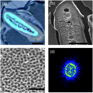 (a) Optical and (b) SEM cross-section images of a blue feather barb. (c) Close-up SEM cross-section image of the blue region. (d) 2-D Fourier transform. Scale bars: (a) and (b) 20 µm, and (c) 1 µm.