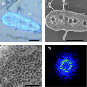 (a) Optical and (b) SEM cross-section images of the fabricated macroporous SiO2 sample. (c) Close-up SEM cross-section image of the blue region. (d) 2-D Fourier transform. Scale bars: (a) and (b) 20 µm, and (c) 1 µm.