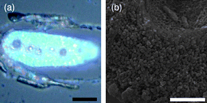 (a) Optical and (b) SEM cross-section images of the fabricated macroporous TiO2 sample. Scale bar: (a) 20 µm and (b) 2 µm.