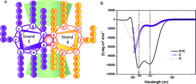 a) Helical wheel projection, looking down the axes of the helices of the dimerization domain of the coiled-coil peptides used in this work. Heptad positions are labelled a to g for strand E and a′ to g′ for strand K. Residues e/g′ and g/e′ (i, i′ + 5) participate in the interhelical electrostatic interactions, residues a/a′ and d/d′ contribute in the stabilization by hydrophobic interactions. b) Circular dichroism spectra of single stranded peptides K and E and the heterodimeric coiled coil peptide K/E.