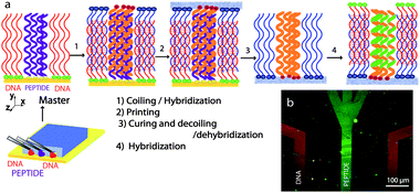 a) Multiplexed LiSuNS of peptide and DNA patterned array. a) Schematic illustration of the microfluidic channels used for master preparation and the steps involved in the process. b) Fluorescence micrograph of printed peptide and DNA lines with false colour overlay.