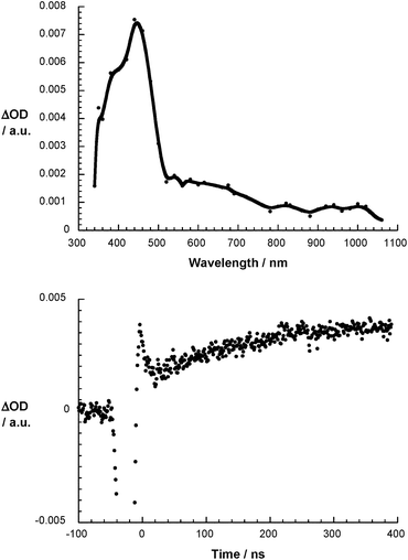 Differential absorption spectrum of 1 (3 × 10−4 M) upon pulse radiolysis in N2O/O2 saturated aqueous solution pH = 7.2 upon adding 5 × 10−3 M HCOONa 300 ns after the electron pulse (upper part) and the corresponding time absorption profile at 430 nm (lower part).