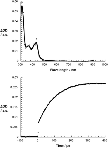 Differential absorption spectrum of 1 (10−5 M) upon pulse radiolysis in N2O/O2 saturated aqueous solution pH = 7.2 upon adding 5 × 10−3 M HCOONa and 10−4 M 2,5-dimethyl-p-benzoquinone 100 μs after the electron pulse (upper part) and the corresponding time absorption profile at 420 nm (lower part).