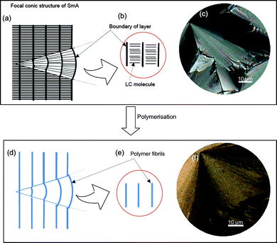 Molecular aggregation structure for SmA and PEDOT prepared in SmALC electrolyte solution. (a) Internal structure of focal conic fan-shaped texture. (b) Local molecular arrangement of SmA layer structure. (c) POM image of SmA electrolyte solution containing monomer. (d) Fibril structure of PEDOT prepared in SmA. (e) Local structure of PEDOT prepared in SmA. (f) POM image of PEDOT with focal conic fan-shaped texture prepared in SmA.