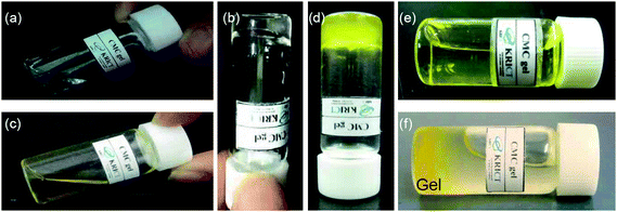 Images of CMC/PEI at room temperature without (a) and with (c) BSA-FITC; CMC/PEI gel at 37 °C without (b) and with (d) BSA-FITC; and CMC/PEI after addition of 37 °C PBS at room temperature (e) and at 37 °C (f). (c–f) The yellow colors are due to original color of the BSA-FITC.