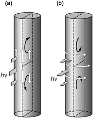 Schematic illustration for plausible mechanism of the bending motions regarding the irreversible mode. (a) When the H-polarized light was used. (b) When the V-polarized light was used. White and black arrows indicate directions of photoinduced mass transport and resulting bending moment, respectively.
