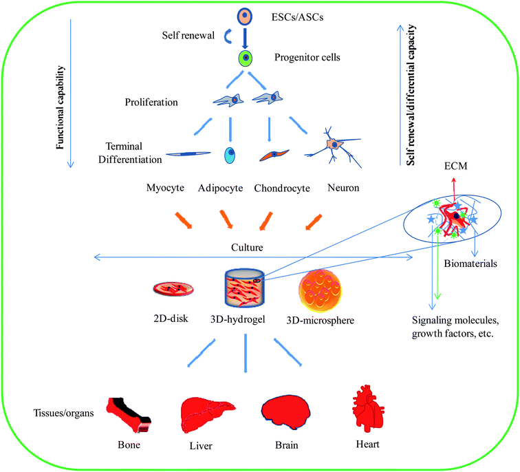 Cell Differentiation Flow Chart