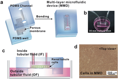 Fabrication and operation of a multi-layer microfluidic device (MMD). (a) The MMD is a sandwich assembly of polydimethyl siloxane (PDMS) channel, polyester membrane, and PDMS reservoir bonded with plasma treatment. (b) Photograph showing the operation of MMD that is connected to a syringe pump with silicone tubes. The MMD is placed on a culture dish containing an outside tubular fluid (OF). (c) Schematic of the device on a culture dish. (d) Microscope image of IMCD cells within the MMD. Cells are grown confluently after seeding 3 days. This image shows complete isolation of cells in the channel without any leakage.