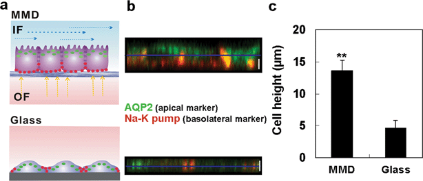 Cellular conformational rearrangement of IMCD cells cultured in MMD and glass substrate. (a) Schematic for the comparison of MMD and conventional culture systems. (b) x–z optical sectioned confocal microscope images of AQP2 (apical marker protein) and Na-K-pump (basolateral marker protein) after 5 h of fluid shear stress with MMD and glass control. Scale bar, 5 µm. (c) Quantitative analysis of cell height. Cells cultured in MMD with 5 h of fluidic stimulation show 13.6 ± 1.6 µm height and on the glass control show 4.6 ± 0.3 µm height. Error bar, s.d. of the mean. (n = 50) (**, p < 0.001).