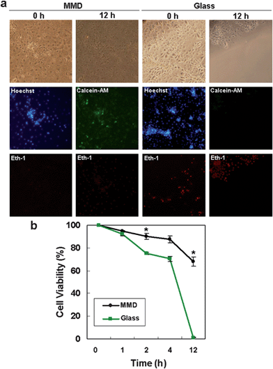 Cell viability under an oxidative stress condition in MMD and glass substrate. (a) Microscope images of IMCD cells in MMD after 5 h of shear stress and on glass control after 0 h and 12 h of exposure to hydrogen peroxide (H2O2) solution (1 mM). Hoechst was used to label cell nuclei to count the initial cell number. Eth-1 (red) for dead cell and Calcein-AM (green) for live cell were used to measure the cell viability. Images were taken under an inverted fluorescence microscope. (b) Quantitative analysis of cell viability. (*, p < 0.05).