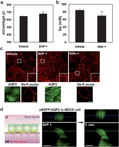 Analysis of molecular transport by AQP2 trafficking and drug screening. The hormone is treated to the basal region of the cells (PDMS well) while applying a fluid shear stress to the cells on the apical region. (a) Quantitative analysis of osmolarity with an apical fluid for 1 h in the presence of 10−8 M arginine vasopressin (AVP) or in the absence of hormone (vehicle) at the basal region. (b) Quantitative analysis of Na transport on vehicle and 10−7 M aldosterone (Aldo+). Error bar, s.d. of the mean. (n = 5) (*, p < 0.05). (c) Immunofluorescence images of F-actin, AQP2, and Na-K-pump in response to hormonal stimulations (AVP+ and Aldo+). The images for vehicle are also shown as a control. Each inset shows a magnified view of the boxed region (10 × 10 µm). (d) Schematic of drug screening and test of the real-time AQP2 trafficking using AQP2-GFP transfected MDCK cells. After stimulation of AVP+ for 5 min, AQP2-GFP translocated to the plasma membrane. Upper images show the x–z optical sectioned confocal microscope images into the green line. The blue line indicates the middle plane of the cell. Scale bar, 10 µm.