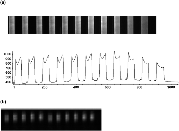 (a) Fluorescence image acquired from multiple fluidic channels (11 microchannels shown) filled with 100 nM AlexaFluor 647 when light was launched into the COC planar waveguide through the monolithic prism; there was a clear distinction between channels (with sample) showing fluorescence signal with fairly uniform intensity (bottom panel) and the inter-channel area showing dark background. The image was acquired with a 10× microscope objective (NA = 0.5). (b) Fluorescence image from the same device acquired with a 2× microscope objective (NA = 0.1) to clearly show the waveguide geometry.