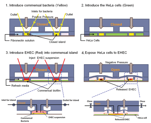 Cell seeding scheme in the co-culture model. (1) The PDMS wall is lowered to form an island, commensal bacteria are introduced into the island, and fibronectin is flowed around the island. (2) HeLa cells are seeded in the regions surrounding the island. (3) After HeLa cells reach confluence and the commensal biofilm has developed, EHEC is introduced into the island. (4) The PDMS wall is lifted up to expose HeLa cells surrounding the island to EHEC. Inset shows details of valve operation.