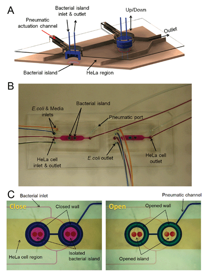 Microfluidic model for co-culture of epithelial cells and bacteria. (A) Three-dimensional rendition of the co-culture device showing pneumatically-actuated trapping regions for forming bacterial islands among epithelial cells. Each bacterial island (1200 µm diameter and 1000 µm apart) has a separate inlet and outlet for providing growth media and removing waste from the island. (B) Micrograph of the co-culture device with color dyes showing the different regions (epithelial cell zone, bacterial islands). (C) The fidelity of the pneumatic trapping system is shown by lowering the PDMS wall (left panel) using a pneumatically-activated channel (blue), introducing purple dye into the closed island islands, and flowing yellow dye around it for 48 h. When the PDMS wall is raised (right panel), the island region is exposed to the surrounding yellow dye. Scale bar represents 500 µm.