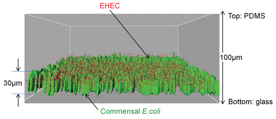 Localization of EHEC in E. coli BW25113 biofilms. IMARIS visualization of EHEC (red) in E. coli BW25113 biofilms (green) developed on glass inside the bacterial island. The average E. coli BW25113 biofilm thickness was 30 µm. Red and green renditions were overlayed to obtain the distribution of EHEC in the commensal biofilm.