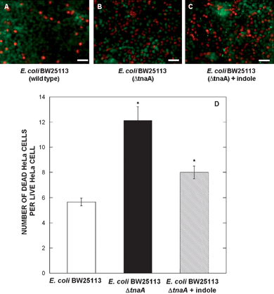 EHEC infection in co-culture device. Live/Dead staining of EHEC infection in bacterial islands containing (A) wild-type E. coli BW25113, (B) E. coli BW25113 ΔtnaA, and (C) E. coli BW25113 ΔtnaA with indole pre-treatment. Infection was performed at a multiplicity of infection of 200 : 1 (EHEC : HeLa cells). Images shown are from one representative location from five locations and two independent experiments. Scale bar represents 50 µm. (D) Quantification of the percentage of dead cells per live cell. Data shown are averaged from five images in two independent experiments (total of 10 locations).