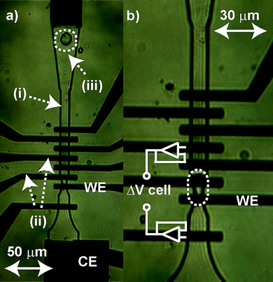 (a) Optical micrographs of the MEMS microchip recording chamber with labeled: (i) fluidic channel (10 µm deep), (ii) two of the electrodes in the interdigitated array and (iii) a PC12 cell being pulled into the chamber. Also labeled are the working electrode (5 µm × 10 µm, WE) and counter electrode (CE) used in the potentiostat circuit. A separate Ag/AgCl reference electrode (not shown) is located further downstream. (b) The cell is isolated over the WE via a 5 µm constriction in the channel ensuring direct contact of the cell with the WE. Electrodes on either side of the cell are connected to high-impedance amplifiers for passive measurement of voltage across the cell (as shown).