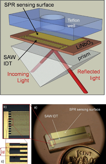 TOP: Schematic diagram of the integrated device showing the SPR sensing surface and SAW IDT electrodes on a common LiNbO3 piezoelectric substrate. Also shown are the SPR excitation and reflected light paths that are coupled to the sensing surface via the prism, as well as the microfluidic well atop the SPR sensing surface. BOTTOM: (a) top view of the IDT electrodes and SPR sensing surface (48 nm thickness Au film with a 3 nm thickness Cr adhesion layer) on the LiNbO3 substrate; (b) and (c): zoomed views of the IDT electrodes (2d = 180 μm).