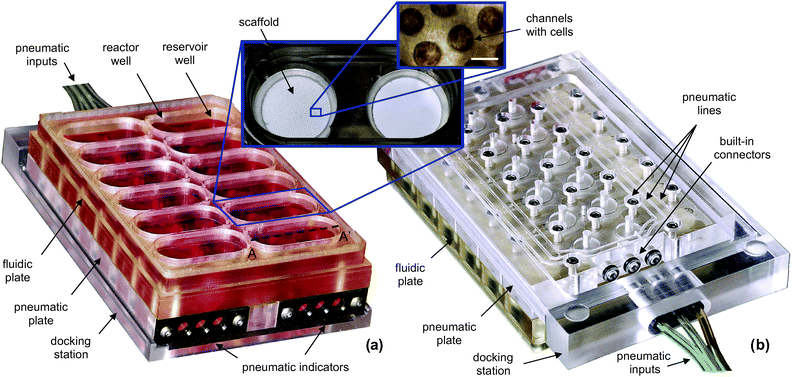 Photographs of a perfused multiwell with an array of 12 bioreactors. The size of the assembled multiwell plate is ∼127.8 × 85.5 × 34 mm. The top view (a) includes inserted photographs of a bioreactor and a scaffold. The size of the white bar in the scaffold photograph is 300 µm. The bottom view (b) of a partially docked perfused multiwell shows the built-in connectors and pneumatic lines distributing positive and negative air pressure to individual valves and pump chambers.