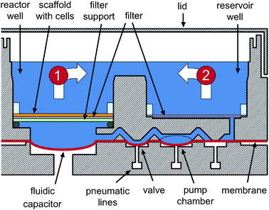 A schematic cross-section of a bioreactor (section A–A′ from Fig. 1a). Maintenance and post-seeding flow directions are indicated by arrows (1) and (2), respectively. Diameter of the reactor and reservoir well is 15 mm. Centers of the wells are 20 mm apart. Diameter of the scaffold is 14.9 mm. When there are 3 mL of culture medium in a bioreactor (a typical total volume), top of the scaffold is under ∼7 mm of fluid. The valves, the pump chamber, and other features are not drawn to scale.