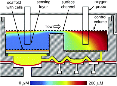 A simulation of oxygen transport. The control volume is marked by a dashed line. Oxygen probes are sketched as black rectangles in the middle of the reactor and reservoir wells. The depth of culture medium in the channel was 1 mm corresponding to a total volume of ∼3 mL. The flow rate was 0.25 mL min−1.