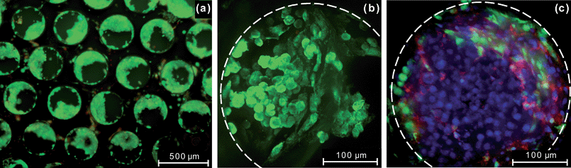 (a) Cell viability assay of rat liver cells cultured for seven days in the perfused multiwell. The image shows multiple channels in a scaffold. Live cells are stained green with calcein AM while dead cells are stained red with ethidium homodimer-1. The areas occupied by the cells are bright green and areas without cells appear dark green or black. (b) Immunostaining of rat liver cells cultured in the perfused multiwell 7 days post-seeding demonstrating retention of the hepatocyte-specific functional marker albumin (green). Staining was preformed with rat albumin antibody. This image shows a single channel with its boundary highlighted by a white dashed line. (c) Image of rat hepatocytes and sinusoidal endothelial cells cultured in the perfused multiwell plate obtained on day 13 of post-seeding. Nuclei are stained blue with DRAQ-5, non-parenchymal cells express green fluorescent protein (GFP), and the functional marker for sinusoidal endothelial cells (SE-1) is stained red.