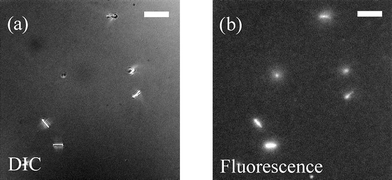 DIC and fluorescence views of the same area in a flow cell. As the only labeled material was streptavidin, DIC and fluorescence matching shows the success of the functionalization process. White bar corresponds to a length of 10 µm.