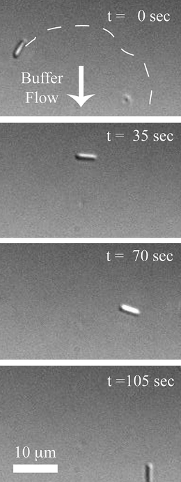 Successive photos taken via DIC microscopy showing the transport process. The approximate route of the microtubule is shown by a white dashed line in the first image. The arrow corresponds to the direction of the buffer flow. Average velocity of the shown needle–biotinylated microtubule composite was 0.35 µm s−1.