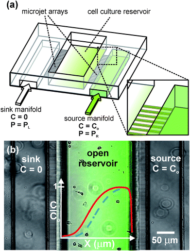 
          Open-chamber “Microjets” device. (a) 3D schematic of the device showing the open architecture of the cell culture/gradient chamber. (b) Top-view phase contrast image of human neutrophils within the device with a fluorescence image overlay of an Alexa 488 gradient. Adjusting the driving pressure delivered to each gradient fluid manifold (PL, PR) causes the concentration profile (solid line) to shift in position with no change in gradient slope (dashed line).