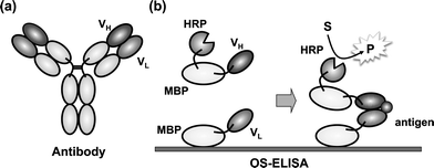 Principle of the open sandwich immunoassay. (a) Schematic structure of the whole antibody. (b) Open-Sandwich ELISA with immobilized MBP-VL and HRP-conjugated MBP-VH (MBP-VH-HRP). Antigen and MBP-VH-HRP are simultaneously added to the MBP-VL immobilized to a microplate or polystyrene beads. Antigen-dependent binding of MBP-VH-HRP is detected by peroxidase activity.