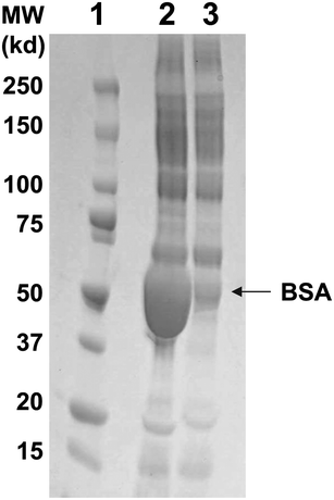 Effect of BlueGel treatment. Lane 1: Molecular weight markers, Lanes 2–3: Non-treated and BlueGel-treated bovine sera. A dominant band in lane 2 corresponds to BSA.