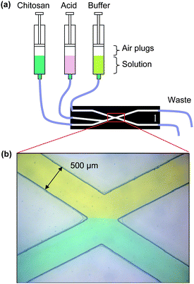 Experimental setup: (a) pumping setup to form a chitosan membrane at a stable flow interface with compressible air plugs in vertically mounted syringe pumps; (b) flow interface between yellow (top) and blue (bottom) dye solutions well-balanced in microfluidic channels.