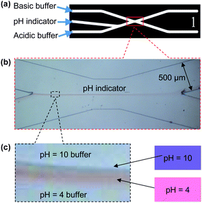 Generation of a pH gradient in microfluidics: (a) introduction of test solutions: basic buffer (pH = 10) to the upper-left channel, universal pH indicator (active pH 4–10) to the center-left channel and acidic buffer (pH = 4) to the lower-left channel; (b) well-balanced flow streams with a pH gradient generated in the middle of the microchannel network; (c) magnified view of the well-defined pH gradient from pH 4 (pink) to pH 10 (blue) generated between the acidic and basic buffer solutions.