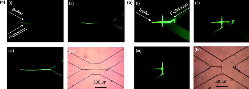 
            In situ biofabrication of (a) a straight chitosan membrane and (b) a T-shape chitosan membrane in microfluidics with a NHS fluorescently labeled, slightly acidic chitosan solution (pH ≈ 5). The formation of the T-shape membrane was achieved by switching the chitosan input from the lower-left channel to the upper-right channel, which demonstrates that the fabricated membrane is permeable to aqueous basic buffer solution and removable by acid chitosan solution.