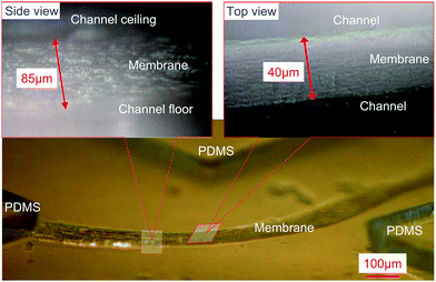 Light micrographs of a freestanding chitosan membrane.