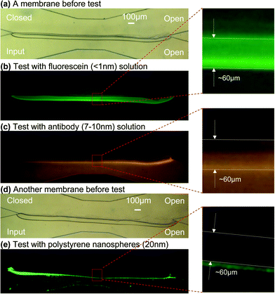 Permeability tests of a chitosan membrane. The membrane in (a) was used for (b) test with 20 µM fluorescein (molecular size <1 nm) solution and (c) test with 0.67 µM TRITC-labeled antibody (molecular size 7–10 nm) solution; membrane in (d) was used for (e) test with 2.63 × 1014 particles per mL FITC-labeled polystyrene nanospheres (particle size ∼20 nm) solution. All solutions were introduced at 5 µL min−1 flow rate.