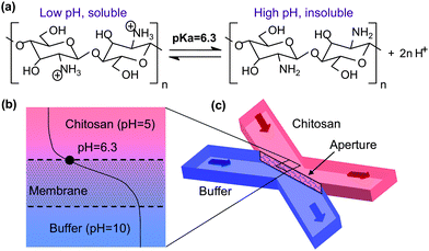 (a) Polysaccharide chitosan with pH-responsive solubility; (b) a top view and (c) a 3D perspective view of the pH gradient across aperture openings between the buffer and chitosan flow streams.